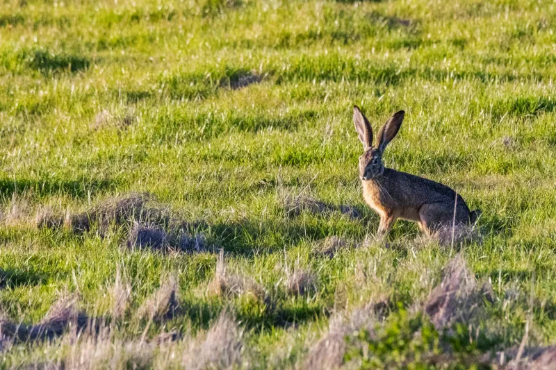 When One French Garden Unleashed Europe's Greatest Wildlife Apocalypse